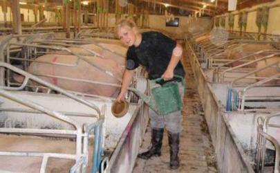 Oferta de locuri de muncă cuprinde şi posturi de lucrători în ferme de creştere a animalelor în Danemarca. Foto: adevarul.ro
