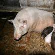 Porcii vietnamezi s-au înmulţit rapid la ferma din Dorneşti