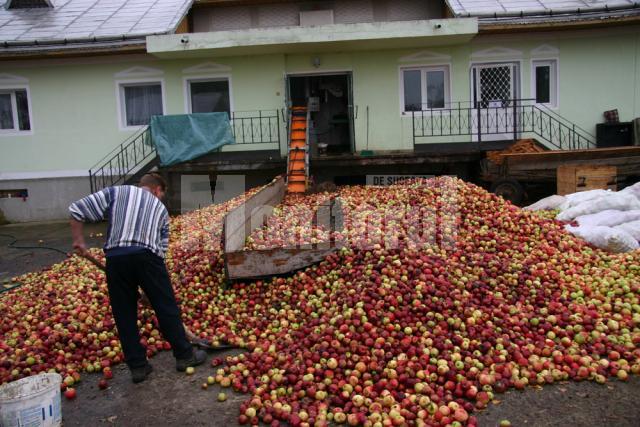 Cererile pentru achiziţionarea de mere au fost peste aşteptări