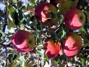 La ediţia de anul acesta vor participa peste 20 de producători de mere din bazinul pomicol Fălticeni, cu o ofertă extrem de variată de mere