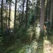 În cadrul Ocolului Silva Bucovina lucrează silvicultori cu experienţă