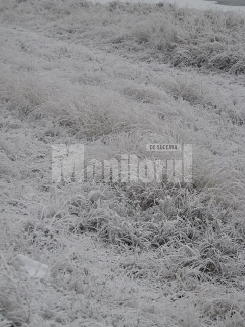 Iarba înghețată sub suflul de gheață al vântului și ceții