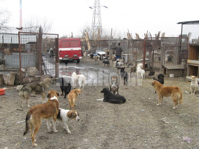 Adăpostul de câini suprapopulat din lunca Sucevei