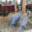 Ofertă de weekend: Zeci de rase de porumbei, sute de găini de toate felurile şi iepuri uriaşi, la expoziţie în Burdujeni