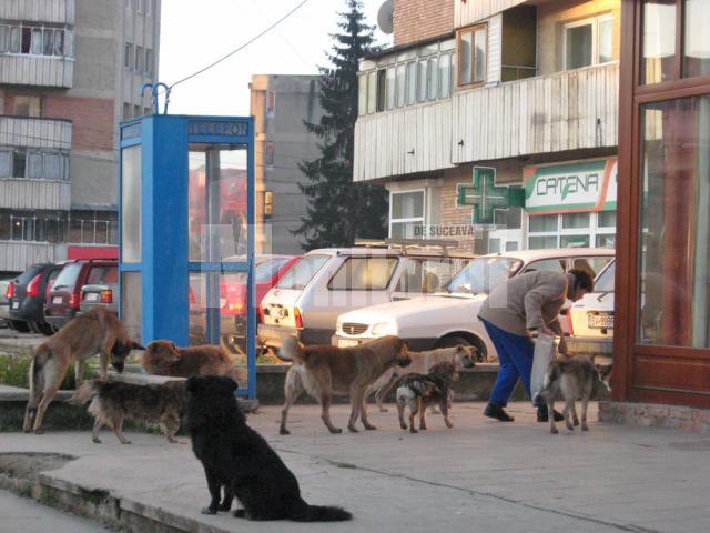 Sucevenii vor fi cei care vor decide ce se va întâmpla cu câinii de pe străzile municipiului