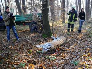 Tigrul care a fugit de la Grădina Zoologică din Sibiu şi a ajuns într-un cartier de locuinţe a fost împuşcat. Foto: MEDIAFAX