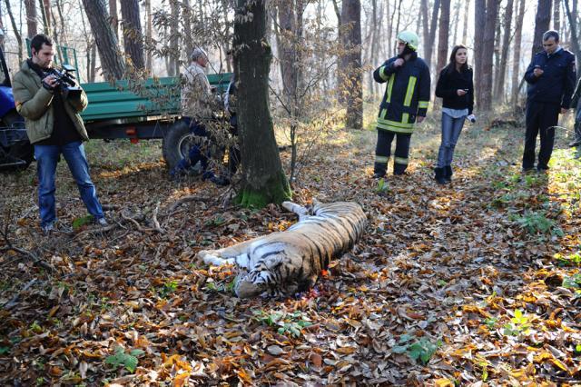 Tigrul care a fugit de la Grădina Zoologică din Sibiu şi a ajuns într-un cartier de locuinţe a fost împuşcat. Foto: MEDIAFAX