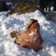 Despărţit de trup, capul porcului este aşezat în zăpadă