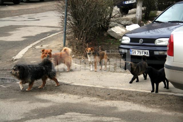 Soarta câinilor vagabonzi va fi decisă prin consultarea publică a locuitorilor Sucevei