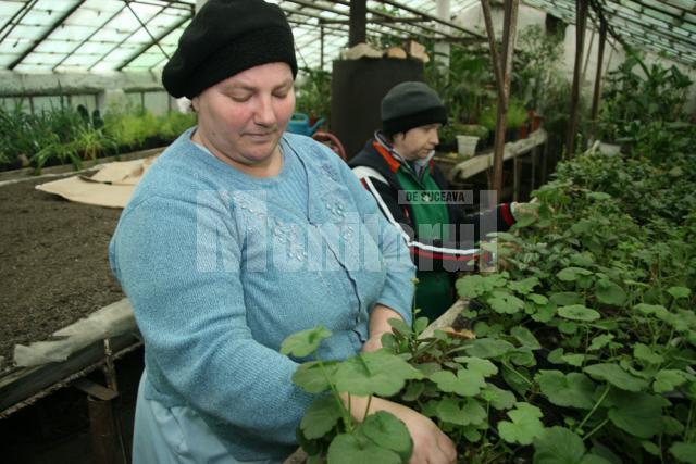 Plante care vor fi agăţate pe stâlpii de iluminat