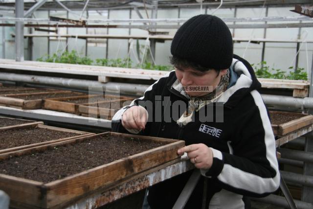 Plante care vor fi agăţate pe stâlpii de iluminat