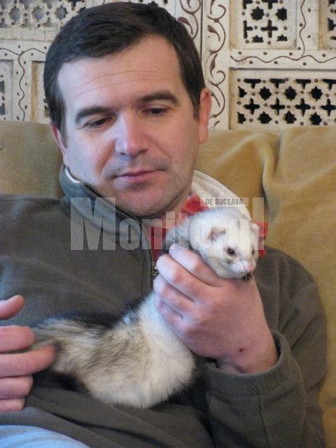 Medicul veterinar Radu Velisar şi-a ales un dihor pe post de animal de companie