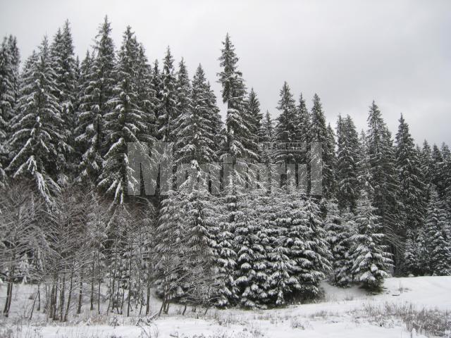 Al doilea val de ger: minus 28 de grade la Rădăuţi, minus 24 la Suceava