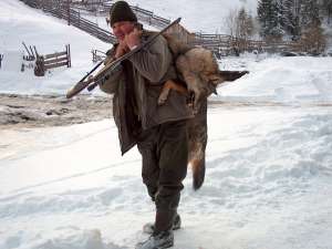 Campanie de evaluare a efectivelor de urşi, lupi, râşi şi pisici sălbatice din pădurile Sucevei
