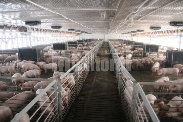 Porcii au parte de o temperatură constanta în ferma de la Vorniceni