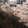 Porcii au parte de o temperatură constanta în ferma de la Vorniceni