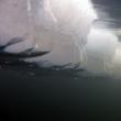 Grosimea stratului de gheaţă. Poză subacvatică