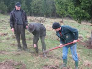 În această lună, Direcţia Silvică Suceava va da startul campaniei de împădurire de primăvară