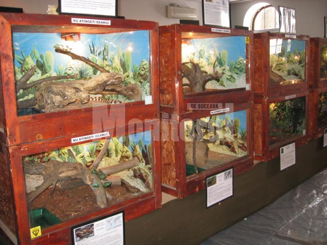 Expoziţia „Reptile vii”, deschisă la Muzeul de Ştiinţele Naturii Suceava până pe 8 aprilie