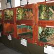 Expoziţia „Reptile vii”, deschisă la Muzeul de Ştiinţele Naturii Suceava până pe 8 aprilie