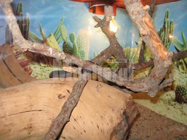 Reptilă în terrariu