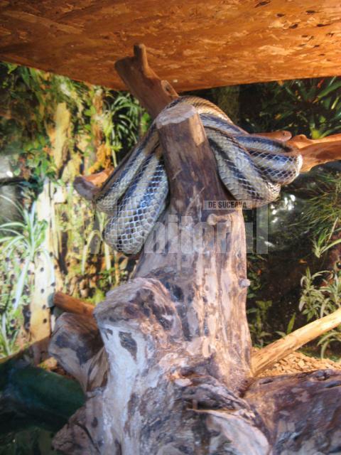 Reptilă în terrariu