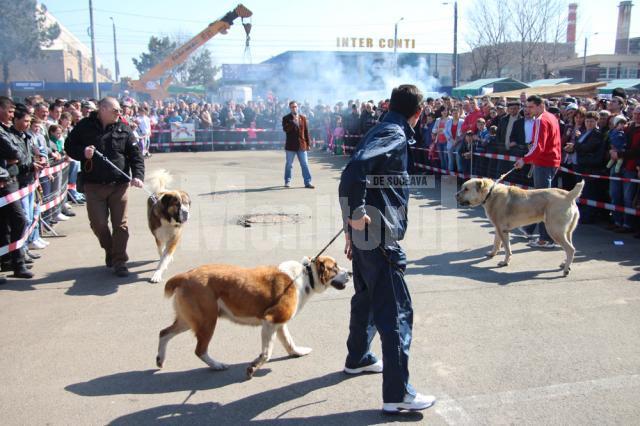 Prezentare şi demonstraţie de dresaj canin cu rase dintre cele mai diferite, în parcarea Shopping City