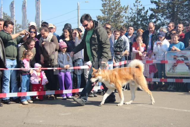 Prezentare şi demonstraţie de dresaj canin cu rase dintre cele mai diferite, în parcarea Shopping City