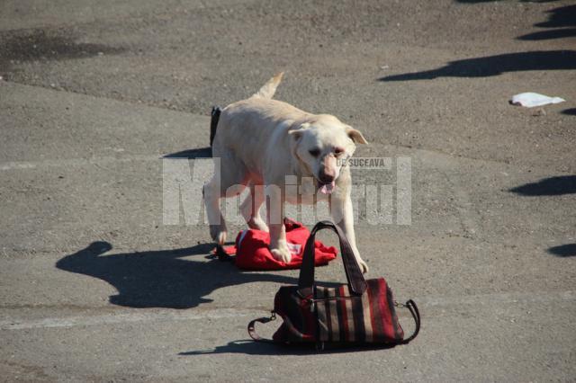 Prezentare şi demonstraţie de dresaj canin cu rase dintre cele mai diferite, în parcarea Shopping City