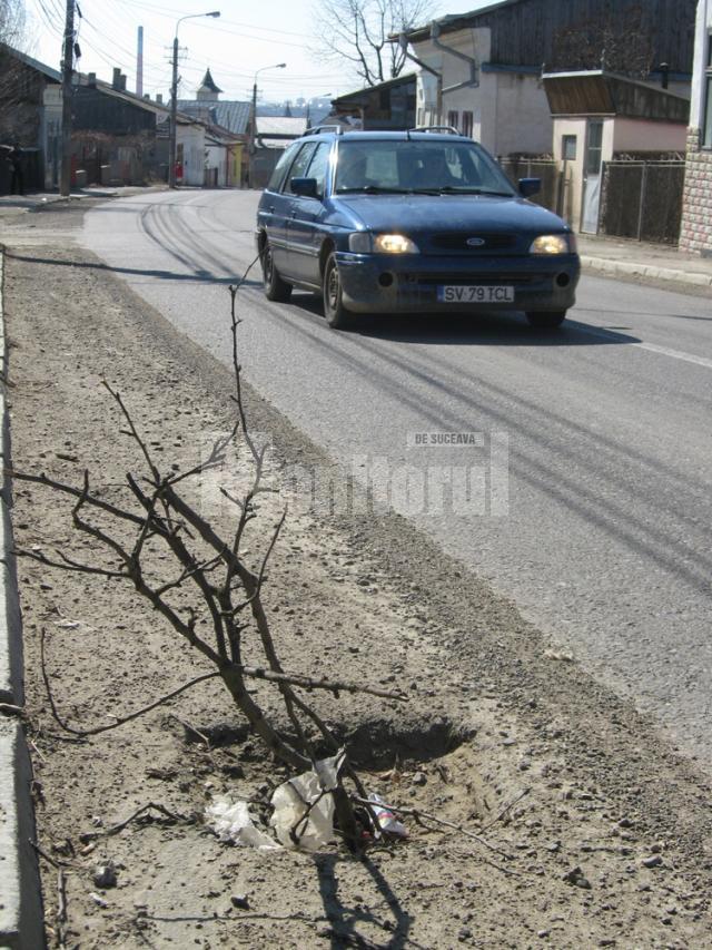 Crengile de copaci şi pungile avertizează şoferii de pericolul de pe stradă