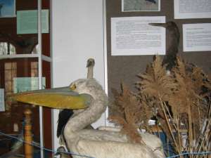 Pelican din expoziţia "Vestitorii primăverii"