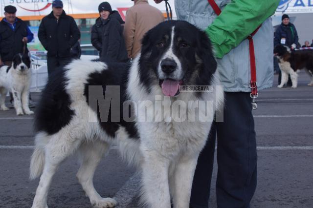 Prin faţa juriului au trecut, la Cupa Bucovina 2012, 542 de câini din 55 de rase