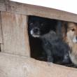 Câini selectaţi pentru a fi daţi spre adopţie în Germania