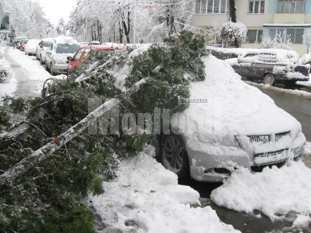 Arbore ornamental prăbuşit peste o maşină pe strada Mihai Viteazu