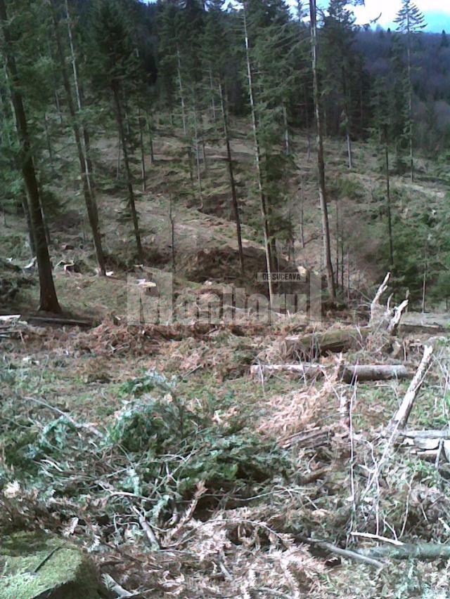 În zona de protecţie a Parcului Naţional Călimani, zeci de arbori au fost tăiaţi ilegal din pădure