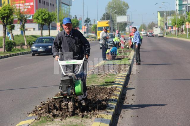 Campania de transformare a Sucevei într-un oraş al florilor a început săptămâna aceasta