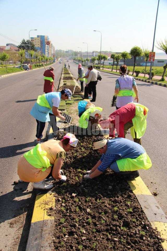 Campania de transformare a Sucevei într-un oraş al florilor a început săptămâna aceasta
