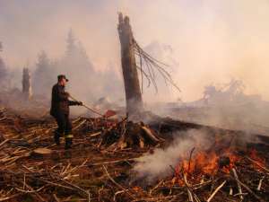 Incendiul a afectat 22,5 hectare de teren, fiind distruşi arbori răzleţi şi o plantaţie de arboreţi