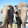 Cei doi elefanţi indieni, Mandra şi Rani, sunt principala atracţie a circului