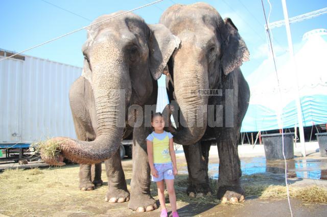 Cei doi elefanţi indieni, Mandra şi Rani, sunt principala atracţie a circului