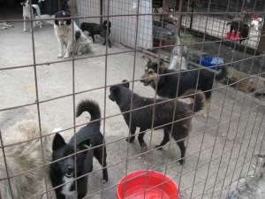 Gestionarea câinilor vagabonzi din Suceava ar putea ajunge pe mâinile unei fundaţii
