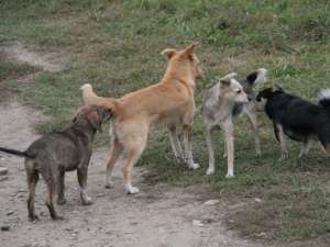 Gestionarea câinilor fără stăpân va fi concesionată la o firmă sau o fundaţie