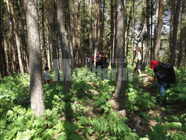 Voluntari de la „Salvaţi Copiii” Suceava, la strâns gunoaie în pădurea Zamca