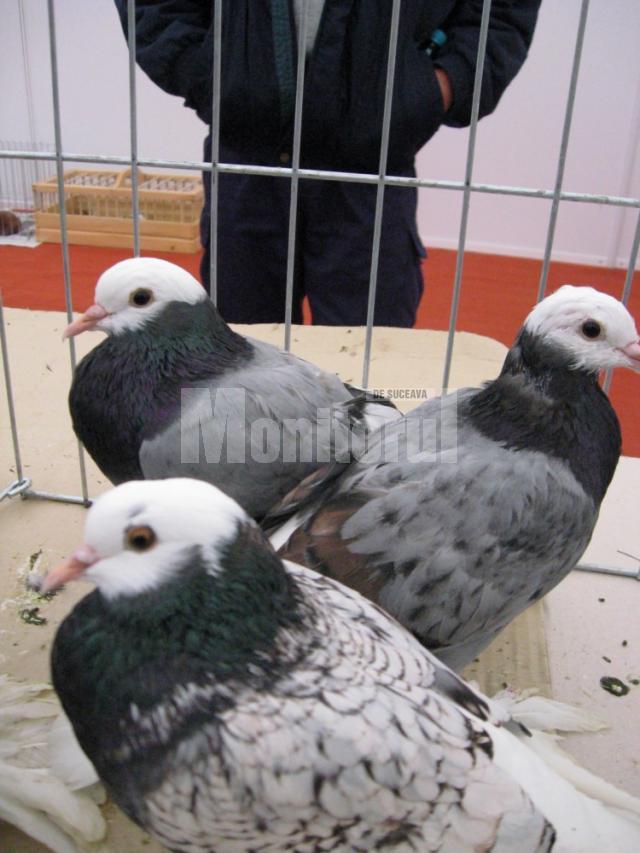 Porumbei de rasă