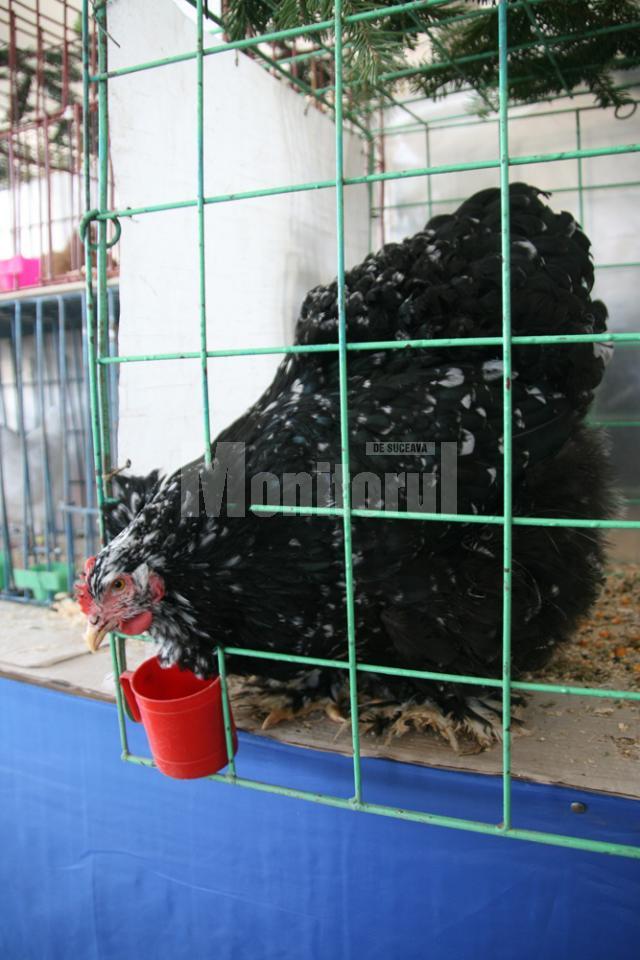 Târg de porumbei, găini şi iepuri, în piaţa agroalimentară din Iţcani