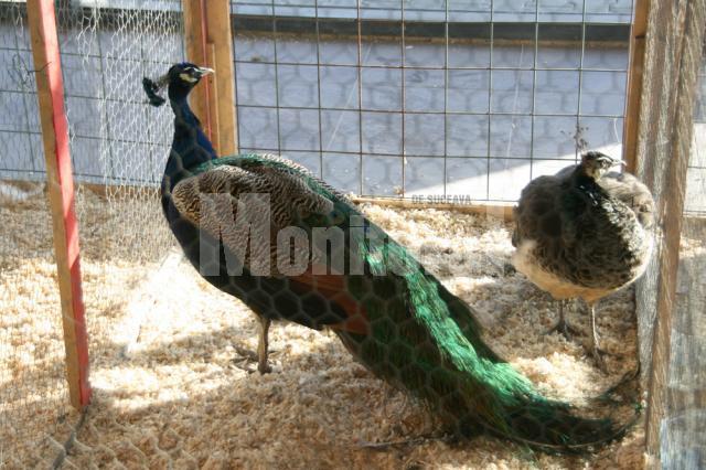 Târg de porumbei, găini şi iepuri, în piaţa agroalimentară din Iţcani