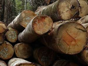„Întrecerea socialistă în sectorul forestier”