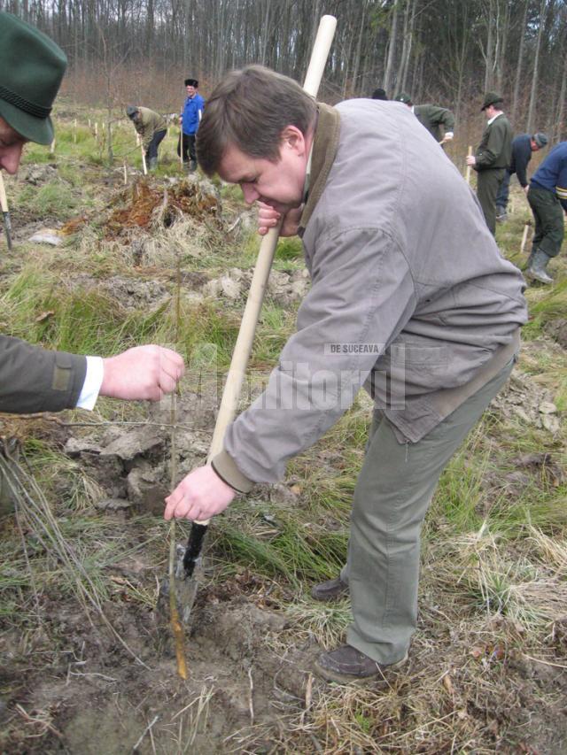 Sorin Ciobanu, şeful Directiei Silvice, plantând arbori la Pătrăuţi