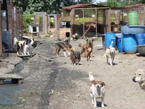 Aproape 1.100 de câini populează acum adăpostul din lunca Sucevei
