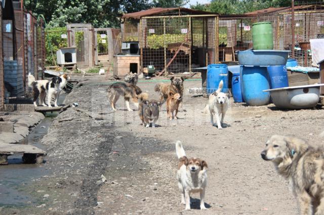 Aproape 1.100 de câini populează acum adăpostul din lunca Sucevei